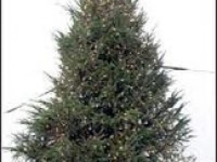 christmas tree
