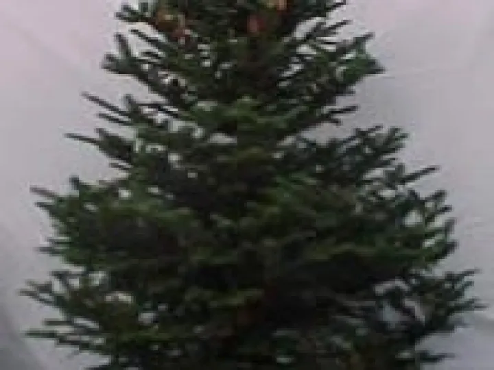 Fraser_Firs_Are_Great_Christmas_Trees