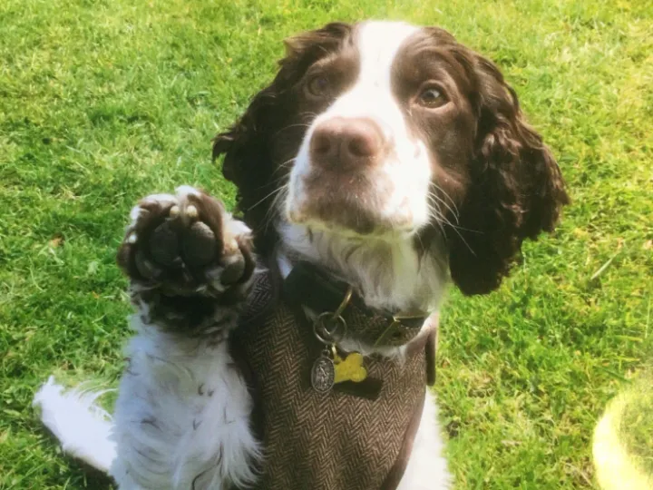 dog