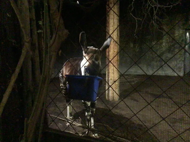 Zoo