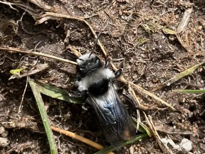 Ashy Mining Bee