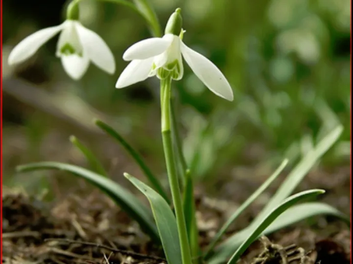 Snowdrop