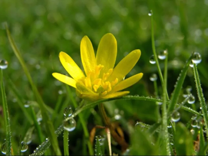 Lesser Celandine