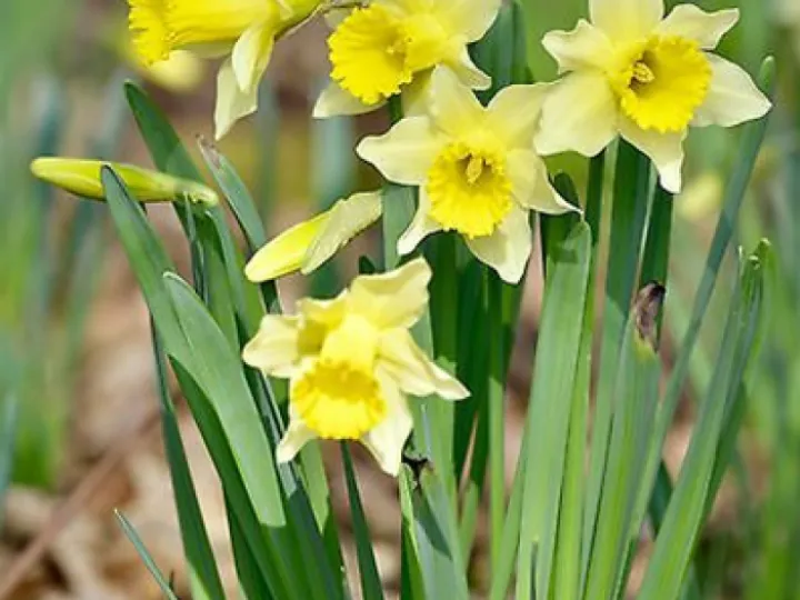 Wild Daffodil