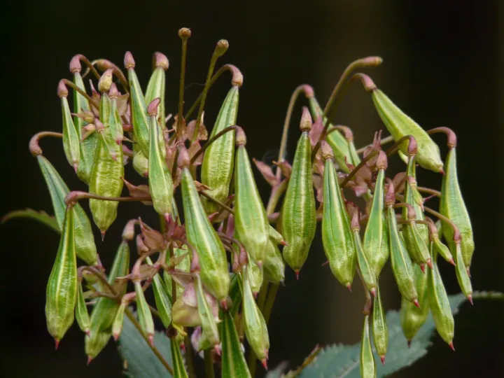 Himalayan balsam, seeds, capsule fruits