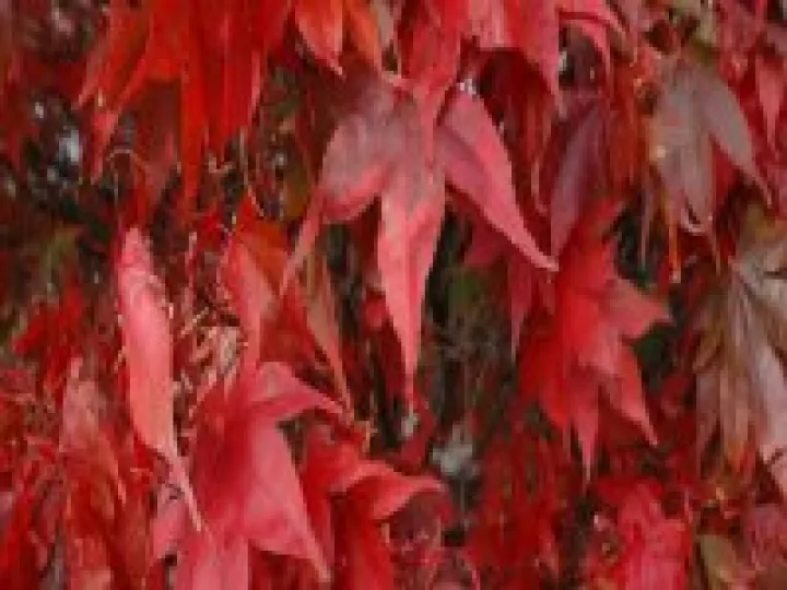 Autumn Leaves Landscape