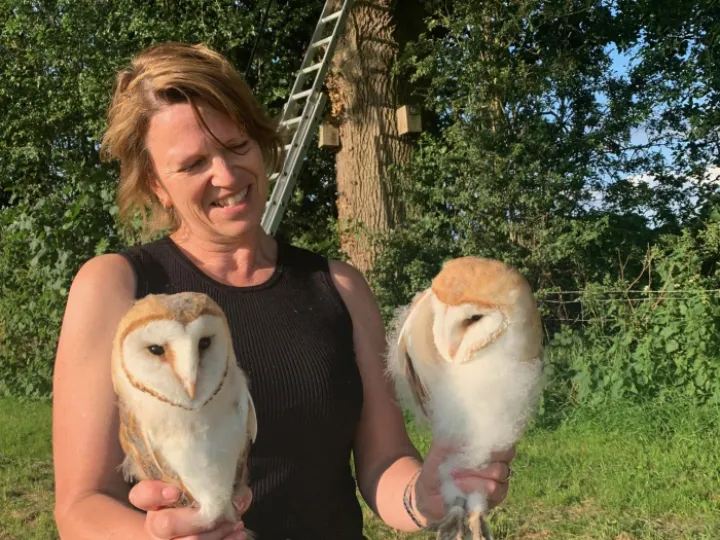 2024 Barn Owl Chicks