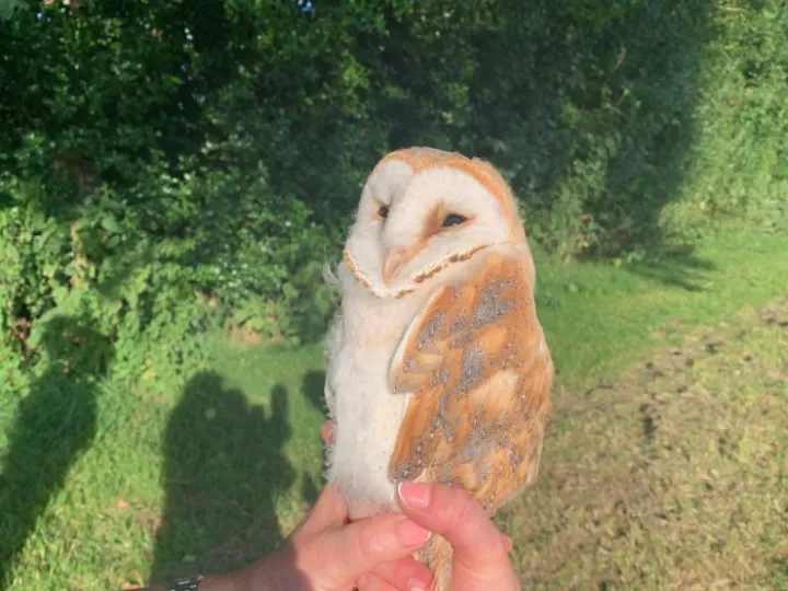 2024 Barn Owl Chicks