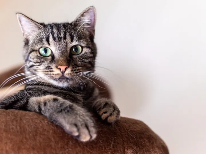 Simba, cat, portrait