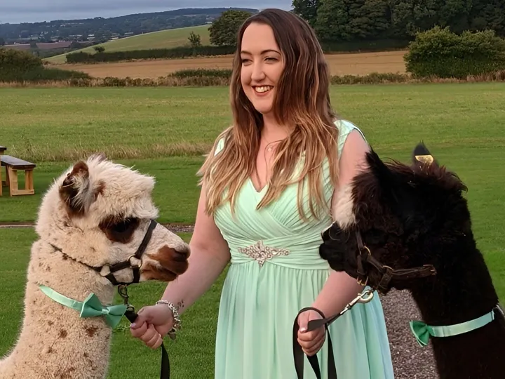 Alpaca Wedding Hire Uk 5