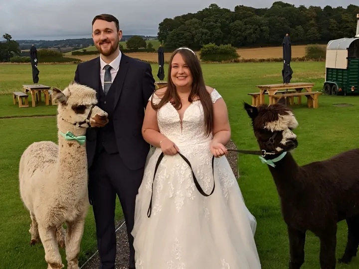 Alpaca Wedding Hire Uk 1