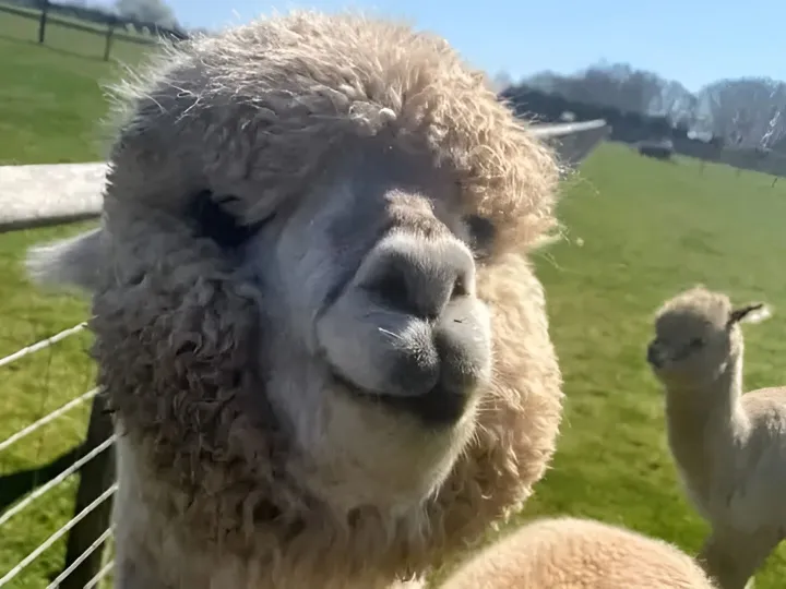Alpaca Your Picnic 4