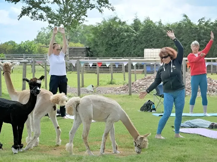 Alpaca Yoga
