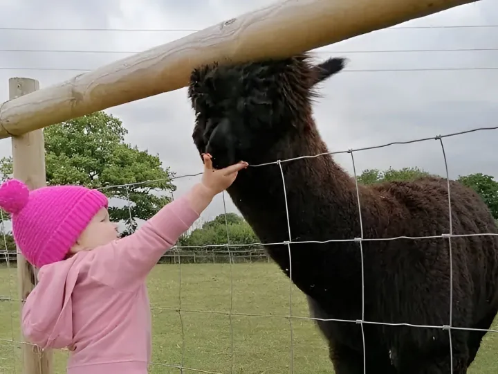 Alpaca Your Picnic 5