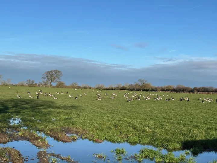 Canada Geese