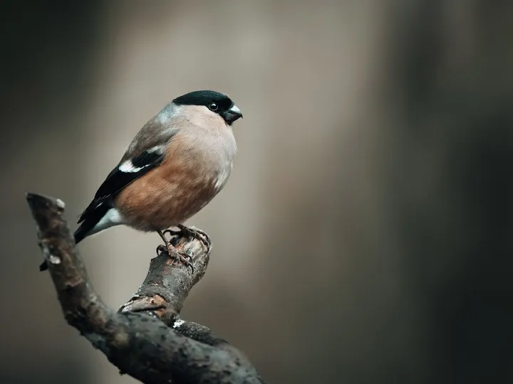 Finch, bird, animal