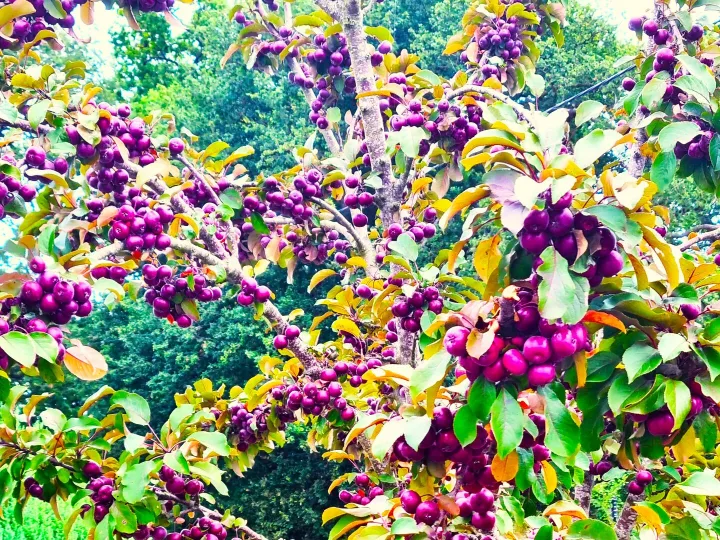 Crab Apple