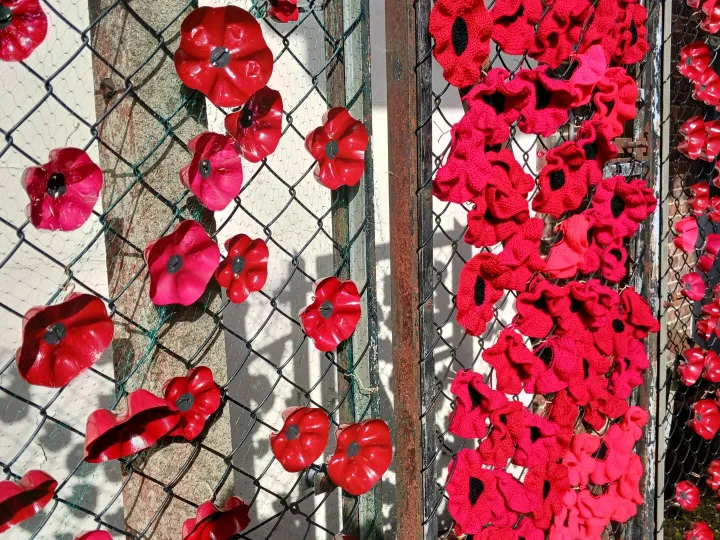 Poppies On Fence