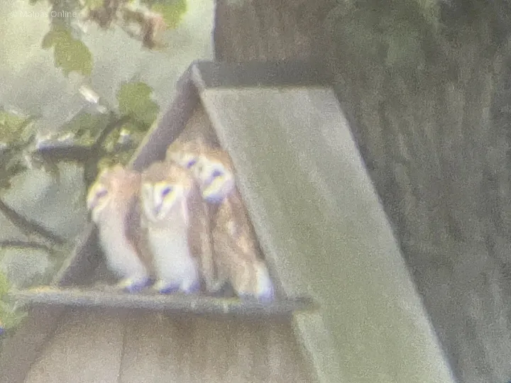 Owls At Carden