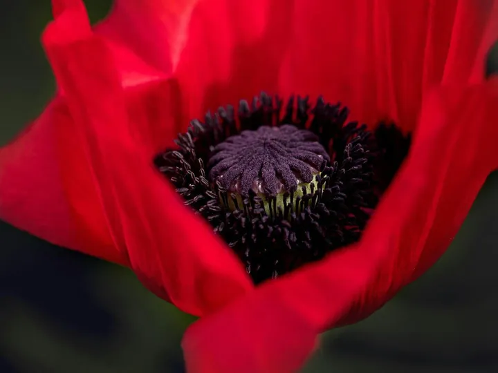 Close-up of a vibrant red poppy flower showcasing