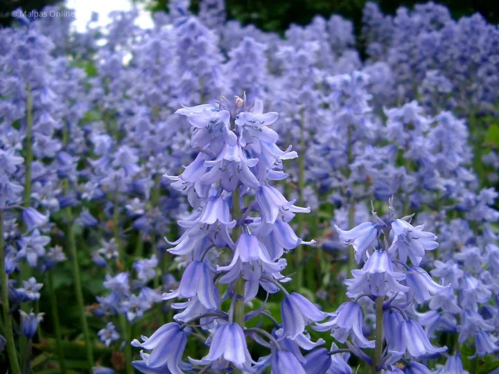 Blue Bells