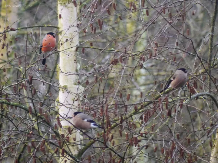 Bullfinches