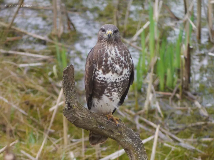 Buzzard April 15 601