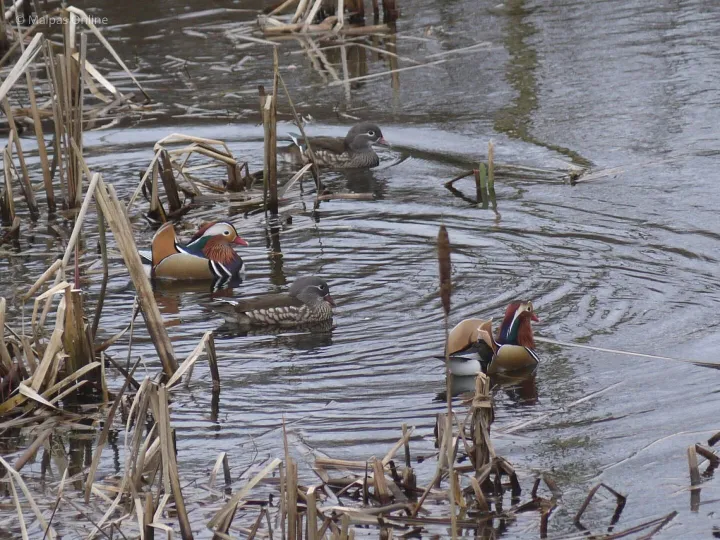 Mandarin Ducks