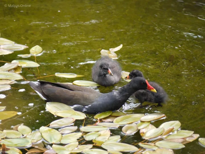 Moorhen 2