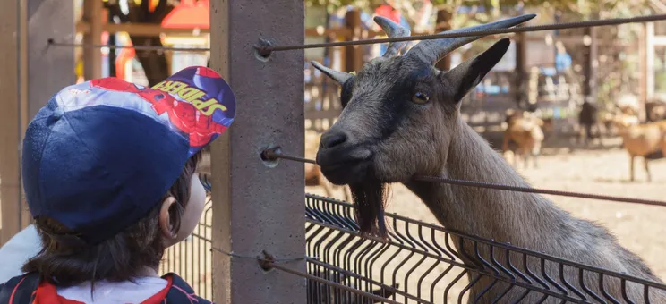 Young child meeting a goat through a fence at a petting farm